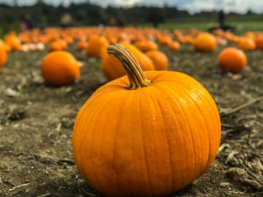 Fun and Festive Fall Activities for the Whole Family